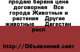 продаю барана цена договорная - Все города Животные и растения » Другие животные   . Дагестан респ.